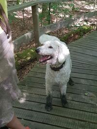 Oskar als Tunierpferd(Hund)