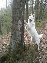 Prinz geht den Baum hoch